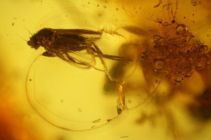 Fossil Fly (Diptera) and Spider (Araneae) Exuvi in Baltic Amber #135036